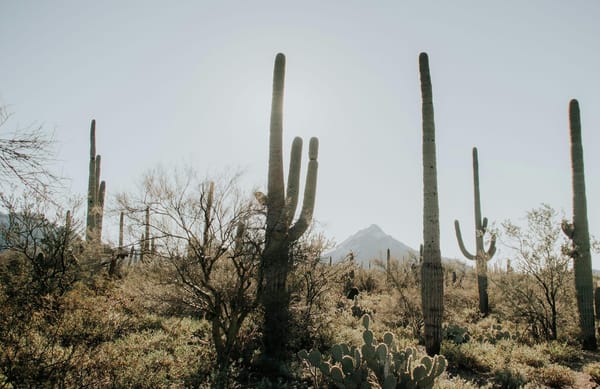 Best Scottsdale Golf Courses for Winter Trips